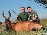 Sigurd Red Hartebeest