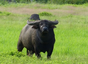 vattenbuffel 3